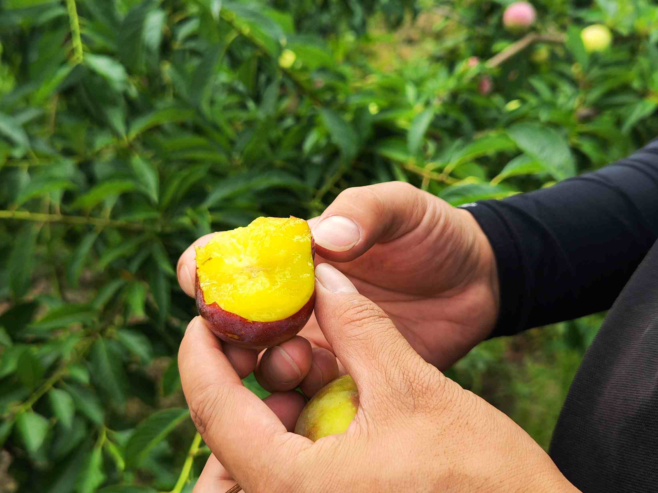 嘉兴夏日必去 神润斋周末槜李采摘与烤肉趣